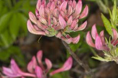 Early Azalea, Rhododendron prinophyllum