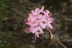 Early Azalea, Rhododendron prinophyllum