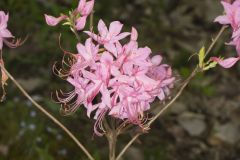 Early Azalea, Rhododendron prinophyllum