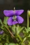 Early Blue Violet, Viola palmata