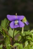Early Blue Violet, Viola palmata