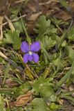 Early Blue Violet, Viola palmata