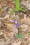 Early Blue Violet, Viola palmata