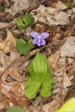 Early Blue Violet, Viola palmata
