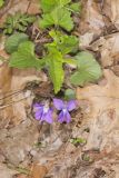 Early Blue Violet, Viola palmata