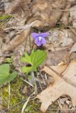 Early Blue Violet, Viola palmata