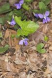 Early Blue Violet, Viola palmata