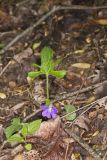 Early Blue Violet, Viola palmata