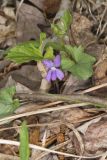 Early Blue Violet, Viola palmata
