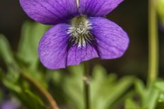 Early Blue Violet, Viola palmata
