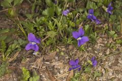 Early Blue Violet, Viola palmata