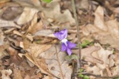 Early Blue Violet, Viola palmata