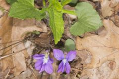 Early Blue Violet, Viola palmata