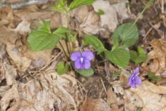 Early Blue Violet, Viola palmata