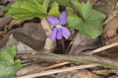 Early Blue Violet, Viola palmata
