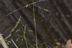 Early Bluegrass, Poa cuspidata