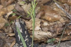Early Bluegrass, Poa cuspidata