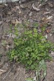 Early Meadow-rue, Thalictrum dioicum