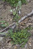 Early Meadow-rue, Thalictrum dioicum