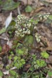 Early Meadow-rue, Thalictrum dioicum