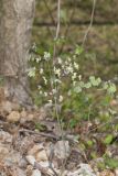 Early Meadow-rue, Thalictrum dioicum