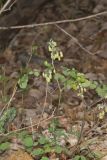 Early Meadow-rue, Thalictrum dioicum