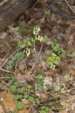 Early Meadow-rue, Thalictrum dioicum