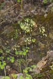Early Meadow-rue, Thalictrum dioicum