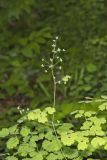 Early Meadow-rue, Thalictrum dioicum