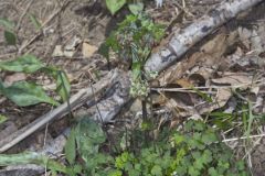 Early Meadow-rue, Thalictrum dioicum