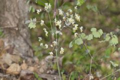 Early Meadow-rue, Thalictrum dioicum