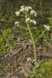 Early Saxifrage, Micranthes virginiensis