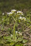 Early Saxifrage, Micranthes virginiensis