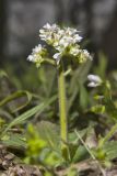 Early Saxifrage, Micranthes virginiensis