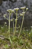 Early Saxifrage, Micranthes virginiensis