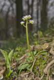 Early Saxifrage, Micranthes virginiensis