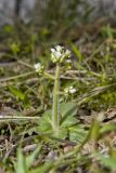 Early Saxifrage, Micranthes virginiensis