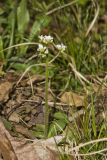 Early Saxifrage, Micranthes virginiensis