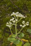 Early Saxifrage, Micranthes virginiensis