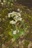 Early Saxifrage, Micranthes virginiensis