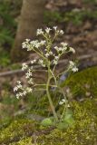 Early Saxifrage, Micranthes virginiensis