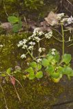 Early Saxifrage, Micranthes virginiensis