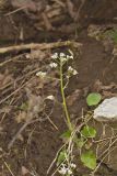 Early Saxifrage, Micranthes virginiensis