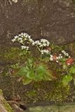 Early Saxifrage, Micranthes virginiensis