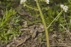 Early Saxifrage, Micranthes virginiensis