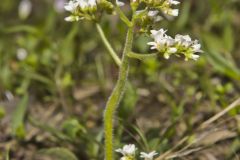 Early Saxifrage, Micranthes virginiensis