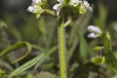 Early Saxifrage, Micranthes virginiensis