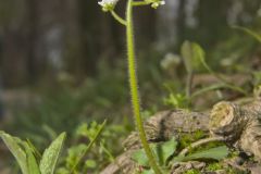 Early Saxifrage, Micranthes virginiensis