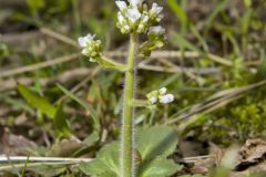 Early Saxifrage, Micranthes virginiensis