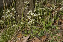 Early Saxifrage, Micranthes virginiensis